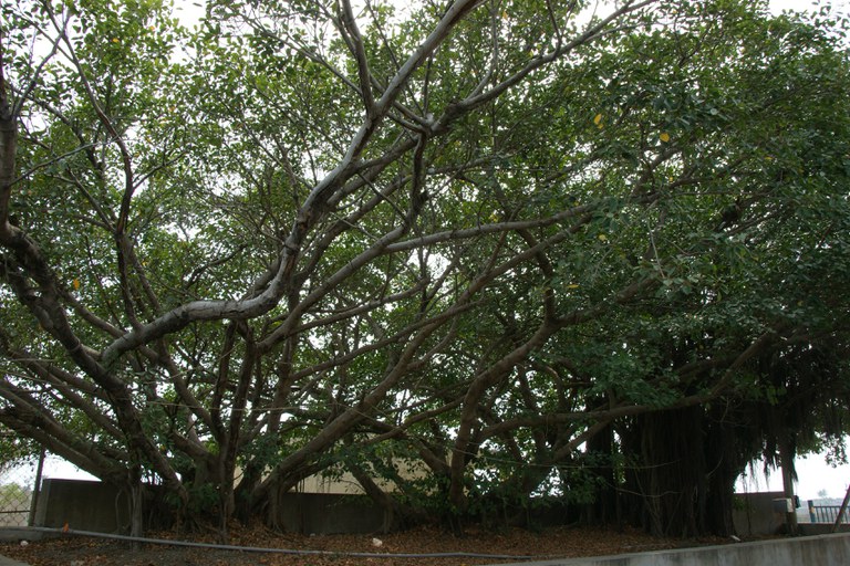 洪麗雯拍攝2011.4.7