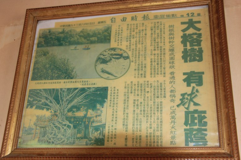 天王聖帝公廟前大榕樹報導文章